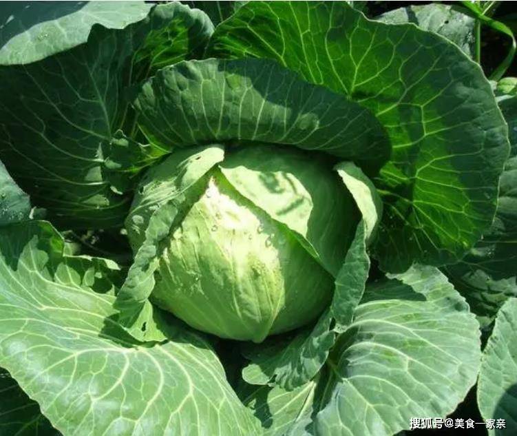 糖糕千万不要出去买，只用1碗面粉，炸出来的糖糕个个酥软空心！